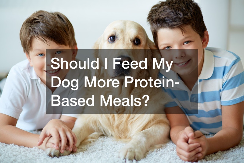 Should I Feed My Dog More Protein-Based Meals?